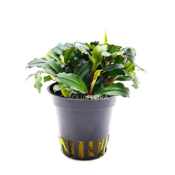 comprar Bucephalandra sp. 'Lamandau Mini Red'