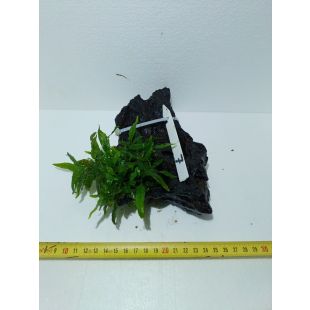 plantas de acuario en tronco preparadas para acuario
