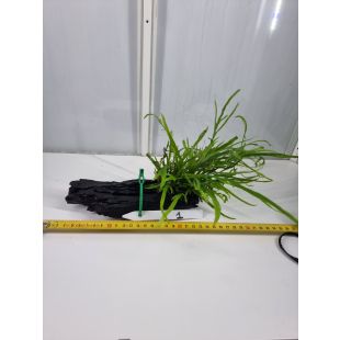 Plantas de acuario enraizadas