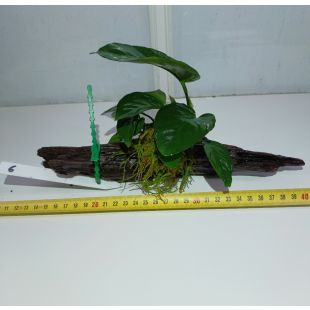 plantas de acuarios en tronco preparadas para acuario