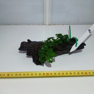 plantas de acuario en tronco preparadas para acuario