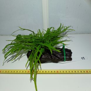 plantas de acuario en tronco preparadas para acuario