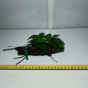 plantas de acuario en tronco preparadas para acuario
