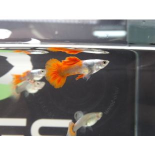Guppy Dumbo Tuxedo (machos y hembras) 