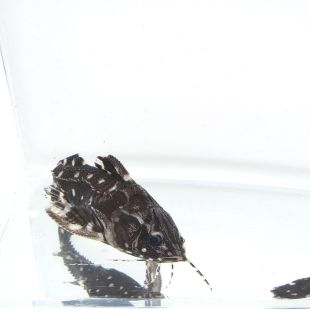 Pez gato punteado o dora punteada (Agamyxis pectinifrons)