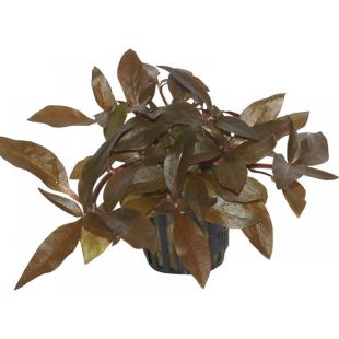 comprar Alternanthera reineckii “Pink” online