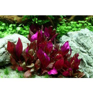 Alternanthera reineckii “Pink” por internet