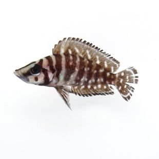 Altolamprologus calvus black (Calvo negro)
