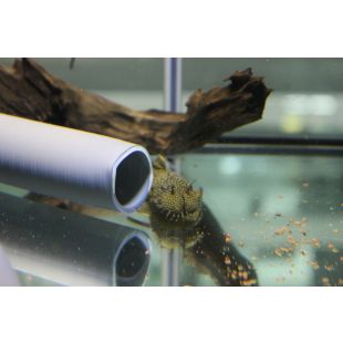 acuario Ancistrus sp. adultos macho