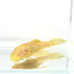 Ancistrus oro
