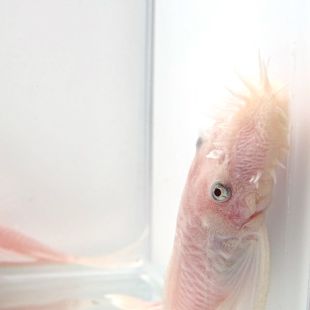 Comprar Ancistrus sp. Snow White