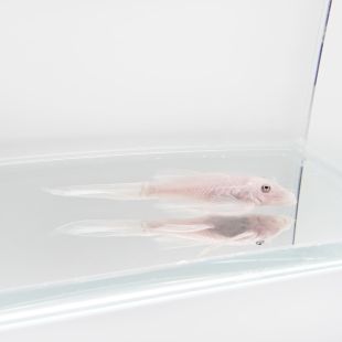 Ancistrus Snow White velo
