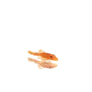 Ancistrus sp. Super Red pequeño en tienda online