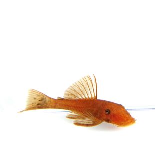 Ancistrus Super Red en tienda online 