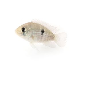 Andionacara pulcher (Acara Azul natural)