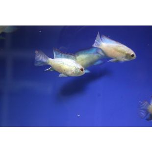 Andionacara pulcher acuario Acara Azul eléctrico