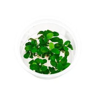 comprar anubia nana bonsai para acuario