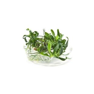 Anubia nana Pangolino (in vitro) (Plantas)