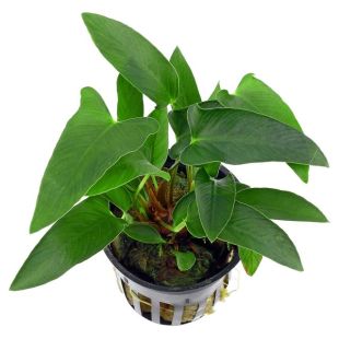 comprar plantas acuario anubia gracilis