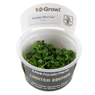 Anubias Mini Coin (Edición limitada Tropica)