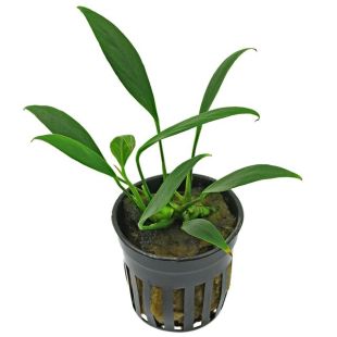 tienda online con Anubia congensis Mini para envío seguro