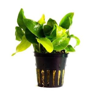 comprar anubia Golden para acuario