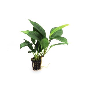 anubia heterophyla comprar plantas de acuario