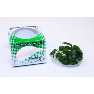 comprar anubia nangi para acuario