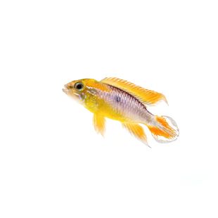 comprar Apistograma Agassizii doble rojo tienda online