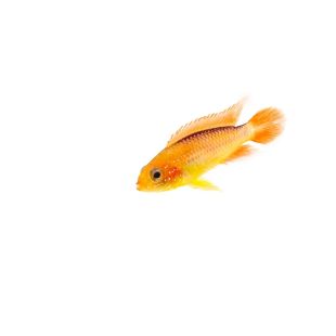 comprar Apistograma Agassizii (Rojo fuego) por internet