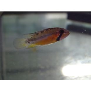 comprar Apistogramma Atahualpa comprar Apistograma Sunset por internet