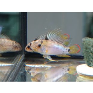 Apistogramma Baenschi-Inka acuario comprar Apistogramma Inka online