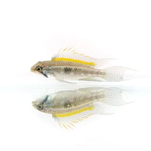 Apistogramma bitaeniata