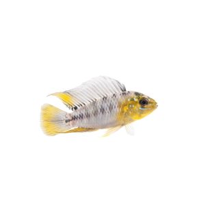 Comprar online Apistogramma borellii 'Pantal'