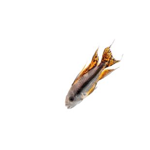 comprar Cíclido enano cacatúa (doble rojo) Apistogramma cacatuoides 