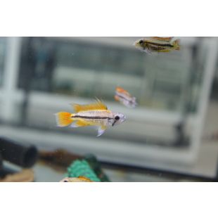 comprar Apistogramma cacatuoides online Cíclido enano cacatúa (naranja) online