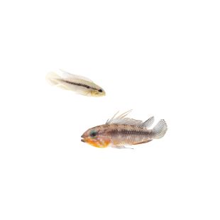 comprar Apistogramma elizabethae online