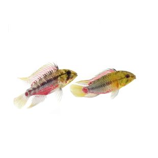 comprar peces Apistogramma Hongsloi II Rojo online