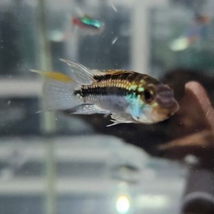 Apistogramma Jurua 