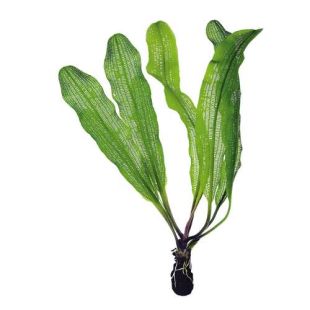 Aponogeton madagascariensis var. Henkelianus