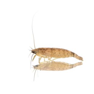 Comprar gamba rinoceronte o filtradora grande (Atyopsis moluccensis)