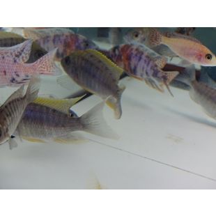 Comprar Aulonacara Lwanda F1 (8cm) online