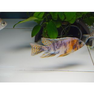 Aulonacara acuario africano, Cálico o Peacock
