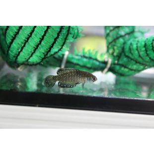 Austrolebias Nigripinnis online Killi perla 