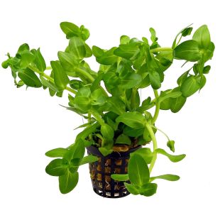 comprar Bacopa caroliniana por internet