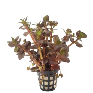 Bacopa salzmannii 'Purple' (maceta)
