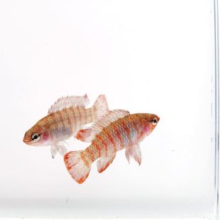 Badis bengalensis, Badis rojo / escarlata 