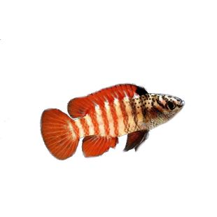 Dario tigris Myanmar o Badis tigre negro