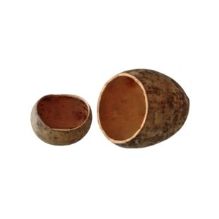 Bael pod como botánico para acuarios (cáscara del fruto de Aegle marmelos)