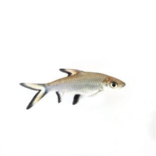 Balantiocheilus melanopterus, tiburón bala o Labeo plata en tienda online 